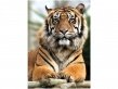 Фотообои 2*2,8 Гордый тигр 21-0213- NY DECOCODE