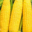 Семена Кукуруза сахарная Кубанская консервная 148