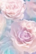 Фотообои 2*2,8 Розовые розы 21-0146-FR DECOCODE